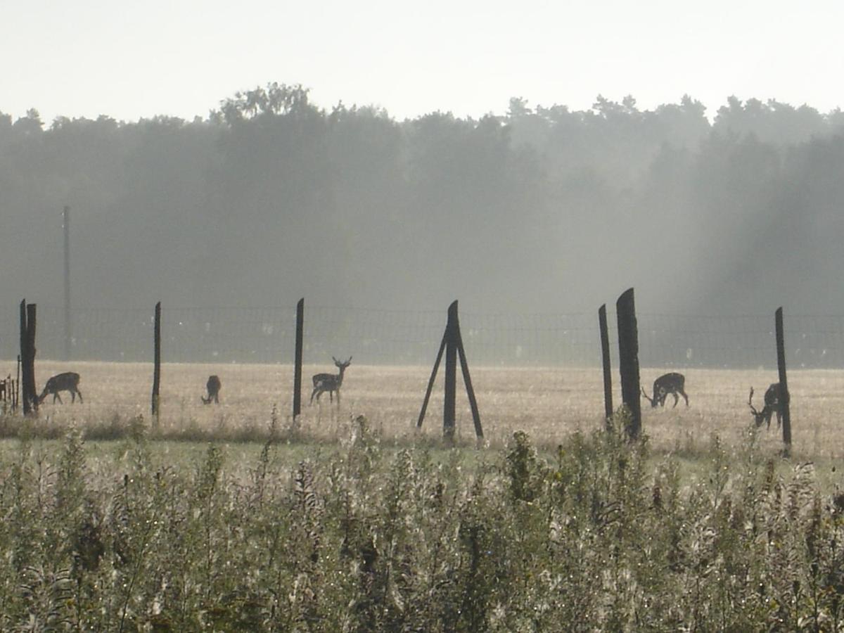 Ferienwohnung 1 Im Landhaus Am Wildpark Boek エクステリア 写真
